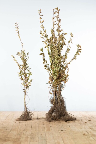 Beuk / Haagbeuk Carpinus Betulus 100-125 cm