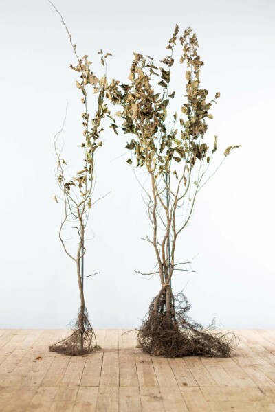Beuk / Haagbeuk Carpinus Betulus 125-150 cm