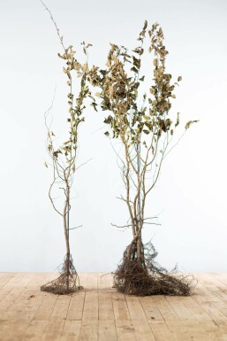 Beuk / Haagbeuk Carpinus Betulus 125-150 cm