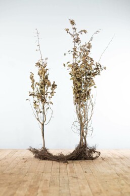 Beuk / Haagbeuk Carpinus Betulus 150-175 cm
