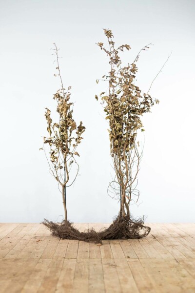Beuk / Haagbeuk Carpinus Betulus 175-200 cm
