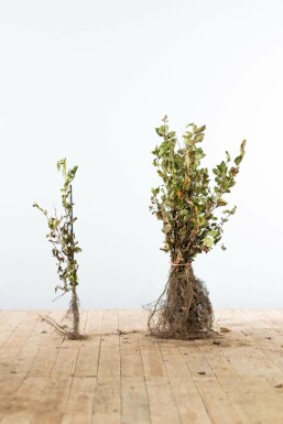Beuk / Haagbeuk Carpinus Betulus Haag 40-60 Wortel Beuk / Haagbeuk Carpinus Betulus 40-60 cm