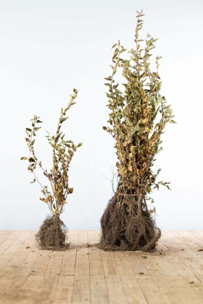 Beuk / Haagbeuk Carpinus Betulus 80-100 cm