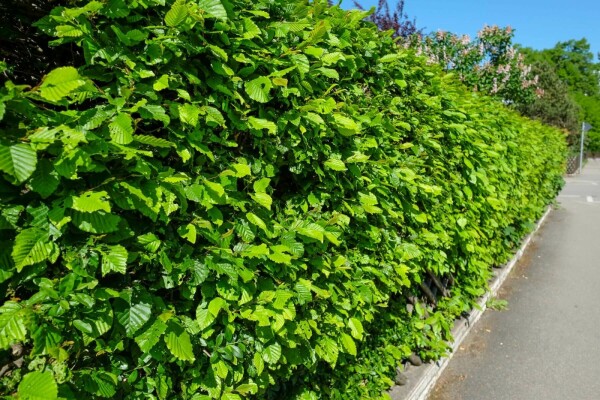 Beuk / Haagbeuk Carpinus Betulus 80-100 cm