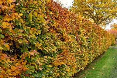 Beuk / Haagbeuk Carpinus Betulus 80-100 cm