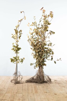 Beuk / Groene beukenhaag Fagus Sylvatica Haag 100-125 Wortel Beuk / Groene Beukenhaag Fagus Sylvatica 100-125 cm