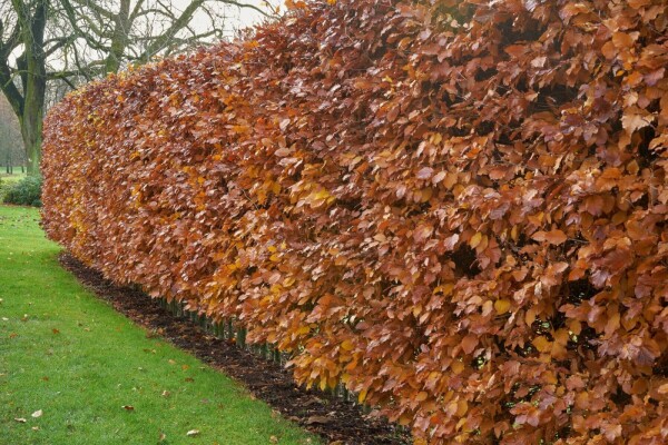 Beuk / Groene Beukenhaag Fagus Sylvatica 60-80 cm