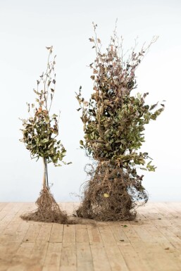 Beuk / Rode beukenhaag Fagus Sylvatica Atropunicea Haag 100-125 Wortel Beuk / Rode Beukenhaag Fagus Sylvatica Atropurpurea 100-125 cm