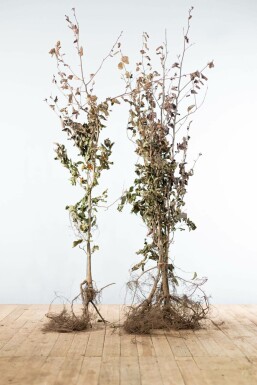 Beuk / Rode beukenhaag Fagus Sylvatica Atropunicea Haag 150-175 Wortel Beuk / Rode Beukenhaag Fagus Sylvatica Atropurpurea 150-175 cm