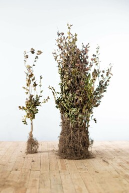 Beuk / Rode beukenhaag Fagus Sylvatica Atropunicea Haag 60-80 Wortel Beuk / Rode Beukenhaag Fagus Sylvatica Atropurpurea 60-80 cm