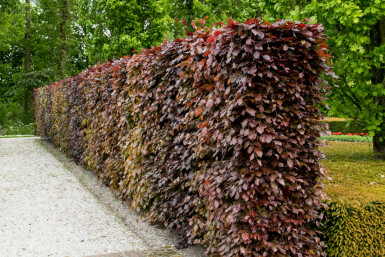 Beuk / Rode Beukenhaag Fagus Sylvatica Atropurpurea 60-80 cm