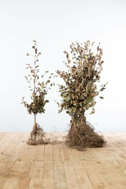 Beuk / Rode beukenhaag Fagus Sylvatica Atropunicea Haag 80-100 Wortel Beuk / Rode Beukenhaag Fagus Sylvatica Atropurpurea 80-100 cm