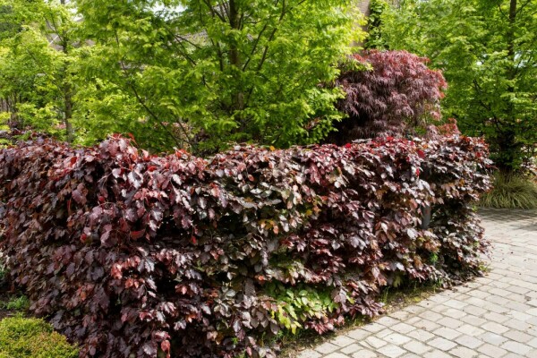 Beuk / Rode Beukenhaag Fagus Sylvatica Atropurpurea 80-100 cm