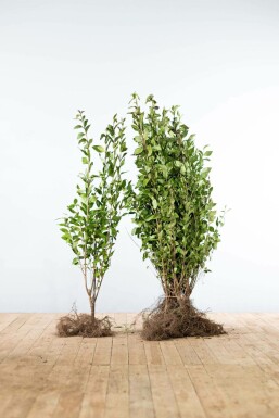 Haagliguster Ligustrum Ovalifolium Haag 100-125 Wortel Liguster / Ligustrum Ovalifolium 100-125 cm