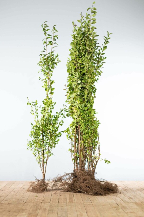 Haagliguster Haagliguster Ligustrum Ovalifolium Haag 125-150 Wortel | Heijnen Planten