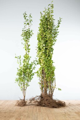 Haagliguster Ligustrum Ovalifolium Haag 125-150 Wortel Liguster / Ligustrum Ovalifolium 125-150 cm
