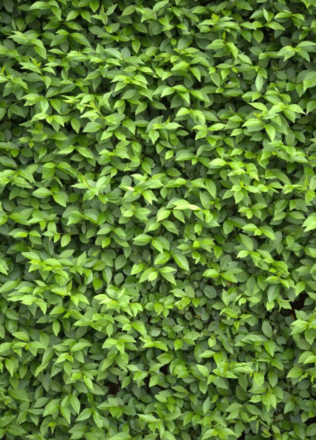 Haagliguster Haagliguster Ligustrum Ovalifolium Haag 125-150 Wortel | Heijnen Planten