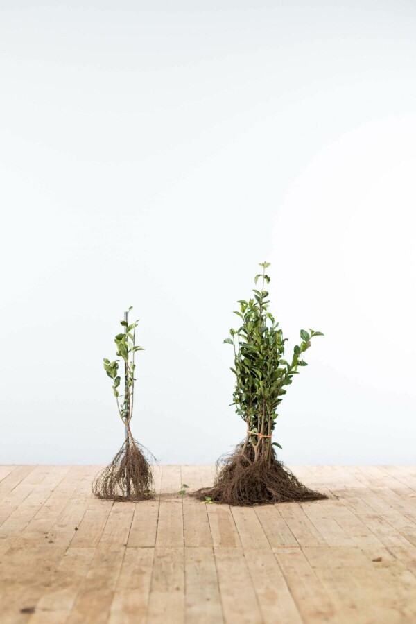 Haagliguster Haagliguster Ligustrum Ovalifolium Haag 40-60 Wortel | Heijnen Planten