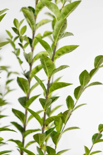 Haagliguster Ligustrum Ovalifolium Haag 40-60 Wortel Liguster / Ligustrum Ovalifolium 40-60 cm