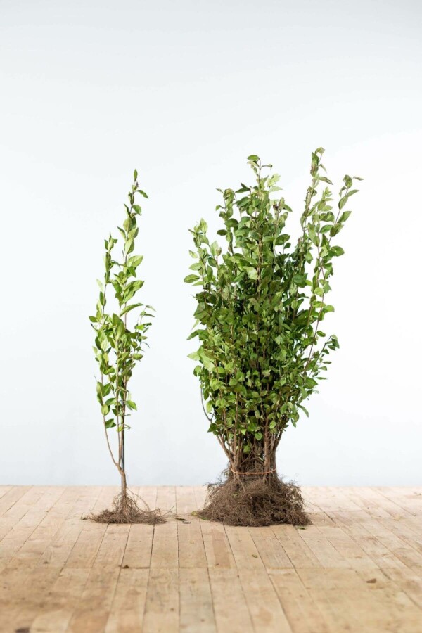 Haagliguster Haagliguster Ligustrum Ovalifolium Haag 60-80 Wortel | Heijnen Planten