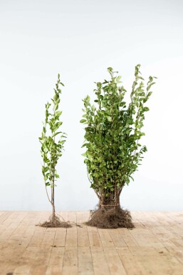 Haagliguster Ligustrum Ovalifolium Haag 60-80 Wortel Liguster / Ligustrum Ovalifolium 60-80 cm