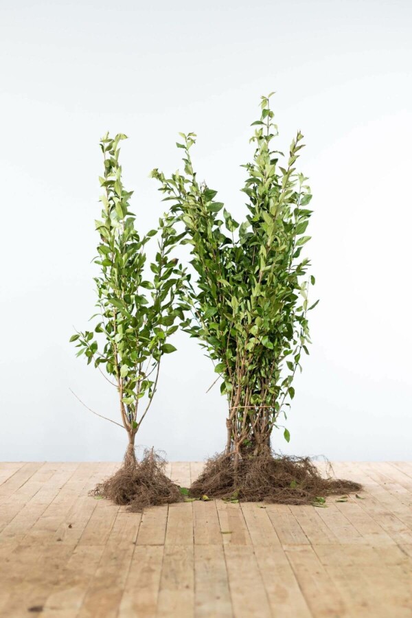 Haagliguster Haagliguster Ligustrum Ovalifolium Haag 80-100 Wortel | Heijnen Planten