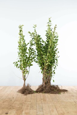 Haagliguster Ligustrum Ovalifolium Haag 80-100 Wortel Liguster / Ligustrum Ovalifolium 80-100 cm