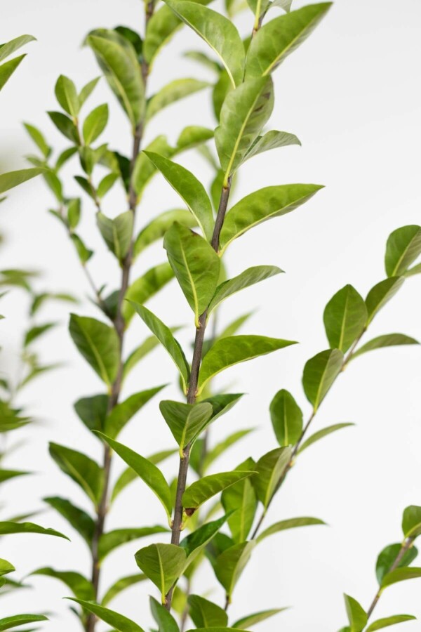 Haagliguster Haagliguster Ligustrum Ovalifolium Haag 80-100 Wortel | Heijnen Planten
