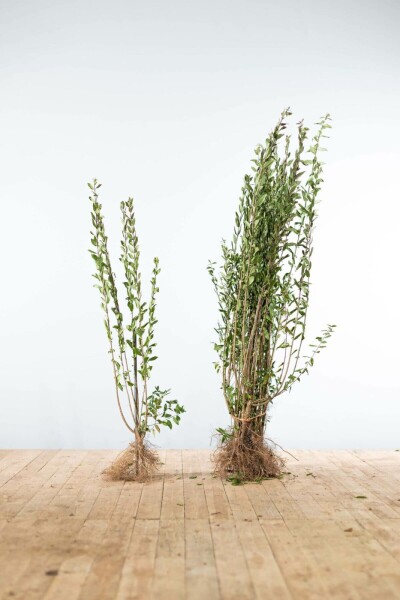 Liguster / Ligustrum Vulgare Atrovirens 100-125 cm
