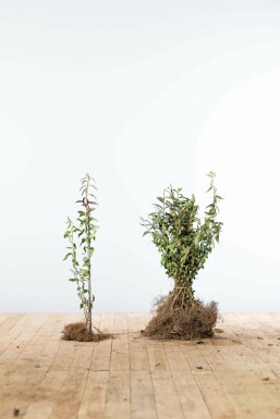 Liguster / Ligustrum Vulgare Atrovirens 40-60 cm