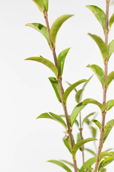 Liguster / Ligustrum Vulgare Atrovirens 80-100 cm