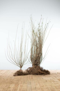 Gewone liguster Ligustrum Vulgare Haag 100-125 Wortel Liguster / Ligustrum Vulgare Wilde Liguster 100-125 cm