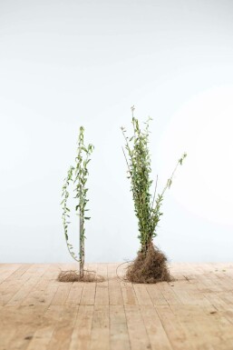 Gewone liguster Ligustrum Vulgare Haag 40-60 Wortel Liguster / Ligustrum Vulgare Wilde Liguster 40-60 cm