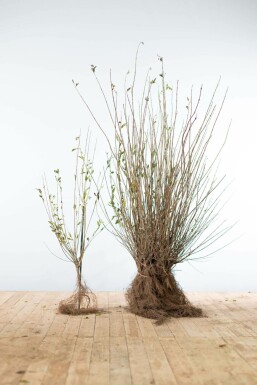 Gewone liguster Ligustrum Vulgare Haag 60-80 Wortel Liguster / Ligustrum Vulgare Wilde Liguster 60-80 cm