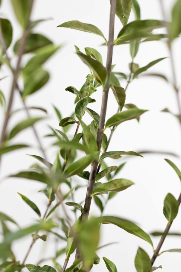 Gewone Liguster Ligustrum Vulgare Haag 60 80 Wortel Heijnen Planten gewone-liguster-ligustrum-vulgare-haag-60-80-wortel-heijnen-planten