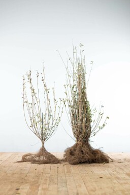 Gewone liguster Ligustrum Vulgare Haag 80-100 Wortel Liguster / Ligustrum Vulgare Wilde Liguster 80-100 cm