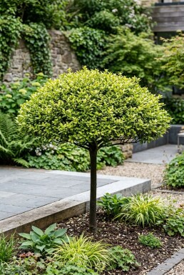 Ilex crenata 'Blondie' parasol 100-110 cm C310