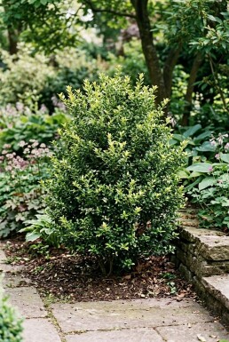 Ilex crenata 'Blondie'