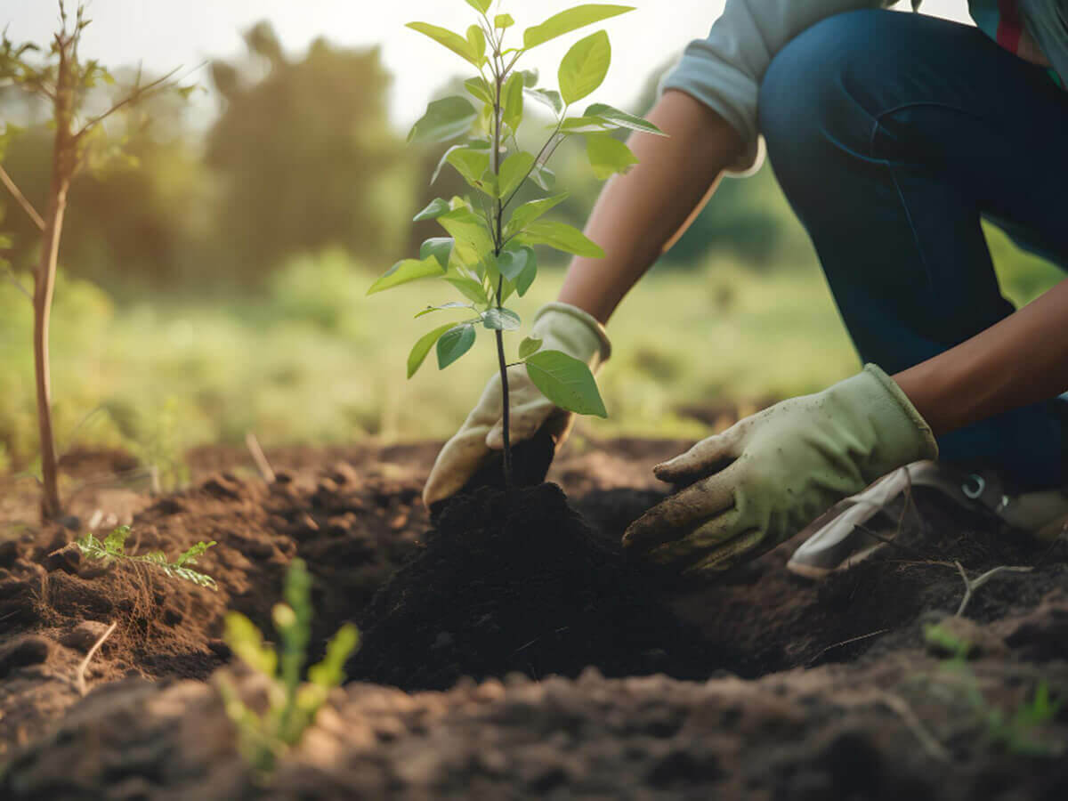 Wanneer kunt u tuinplanten en bomen aanplanten?