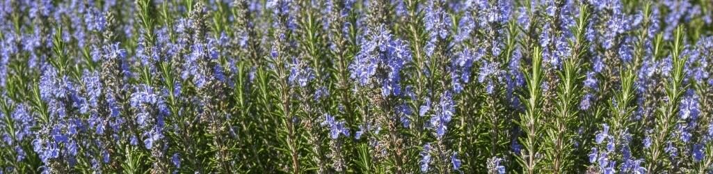 Creëer je eigen Toscaanse tuin: Planten en tips voor een mediterrane sfeer image