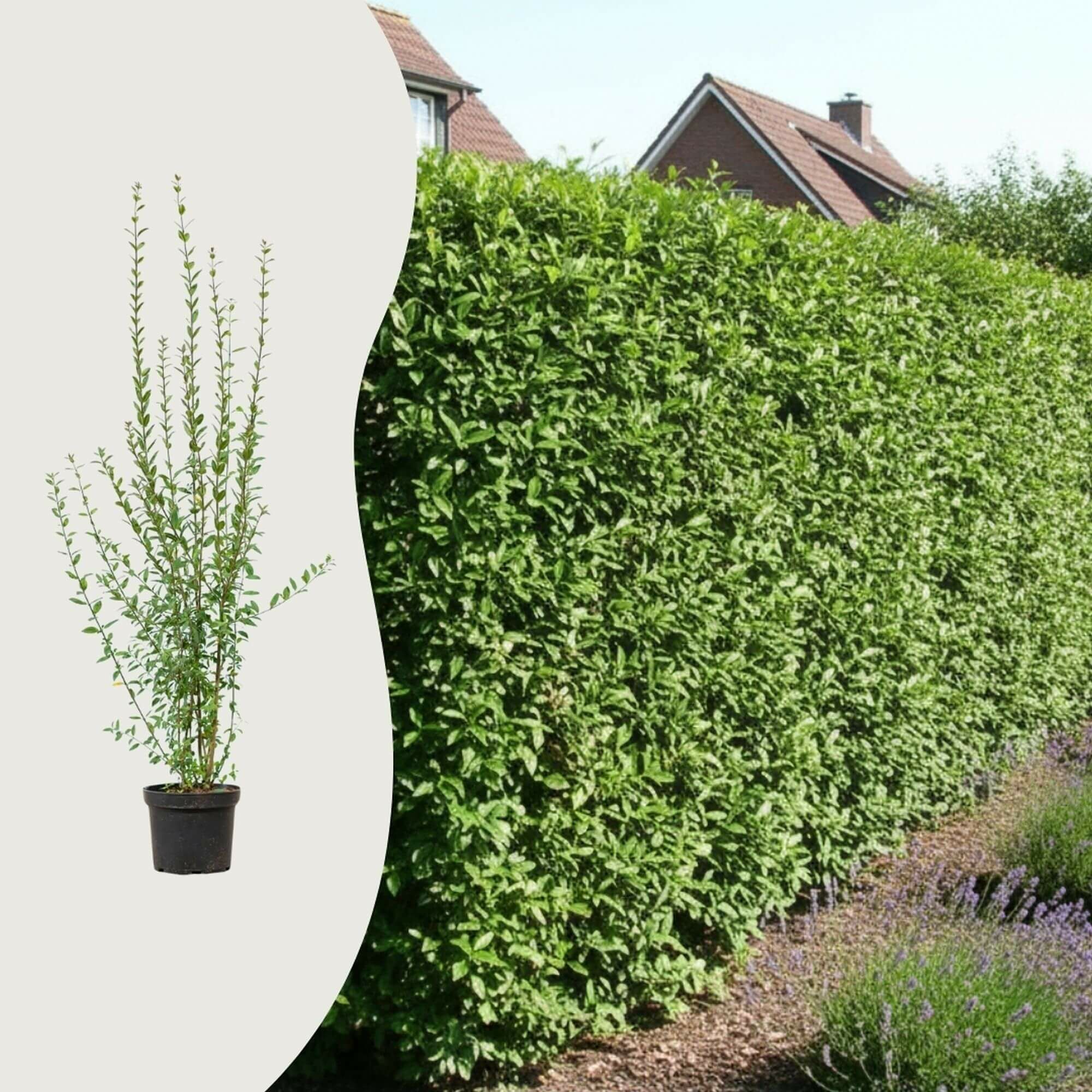 Welke liguster als haag?