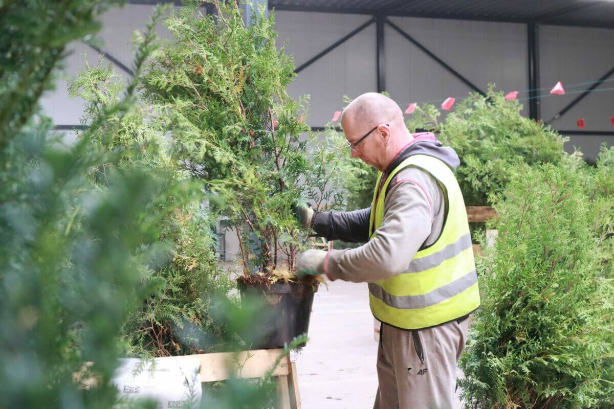 Hoe verpakken wij onze planten en bomen?