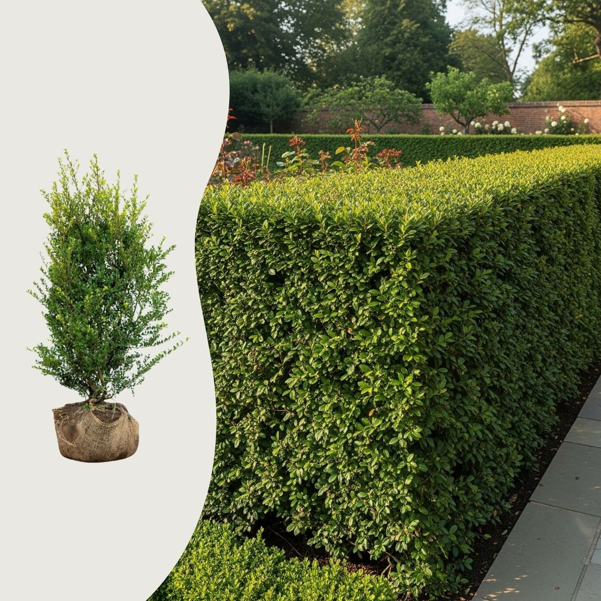 Wanneer kan ik hulst planten?