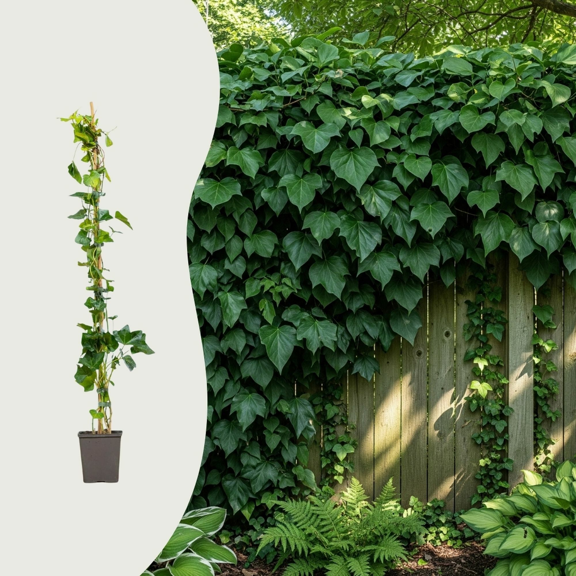 Kan ik klimop in een plantenbak planten?