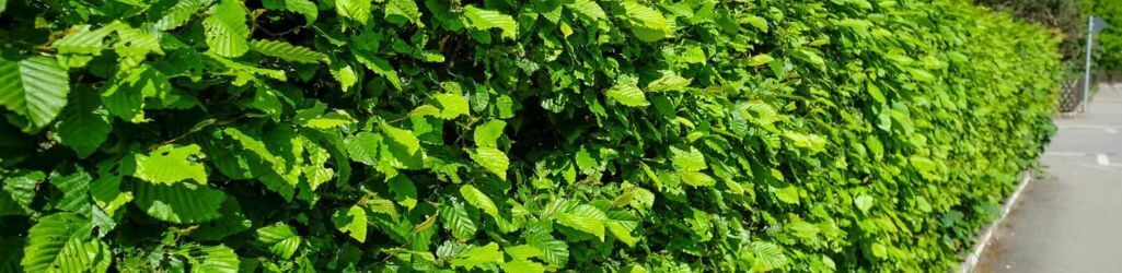 Wortelgoed planten: wat zijn de voordelen en hoe pak je het aan?  image