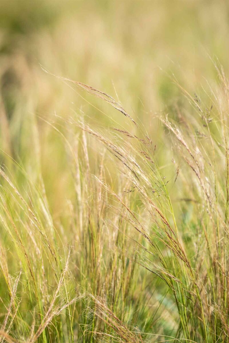Top 7 Droogtebestendige Planten in augustus image
