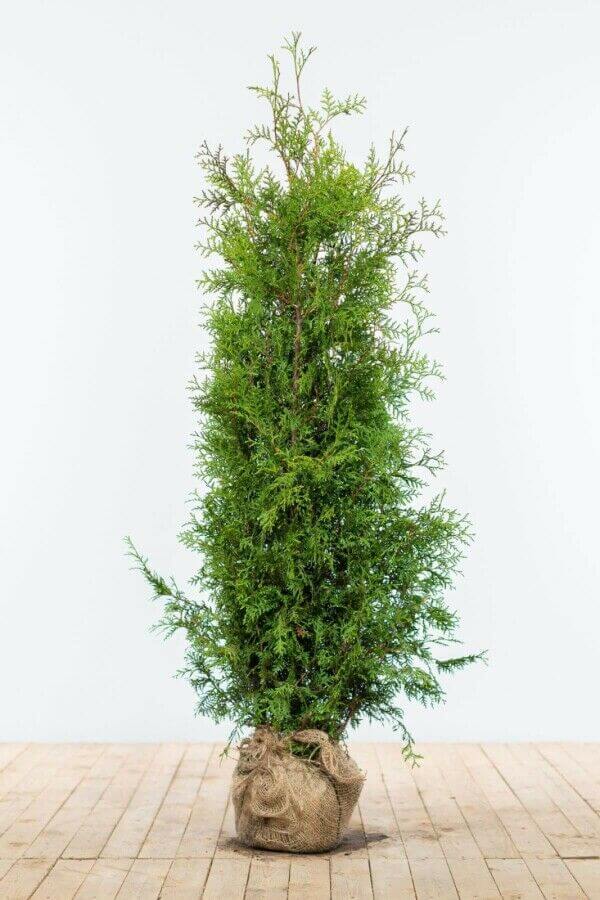 Thuja 'Brabant'