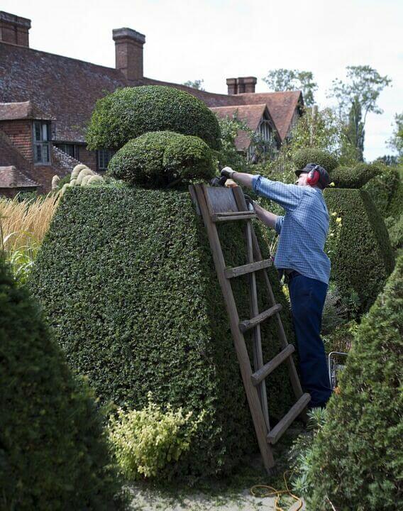 Hoe en wanneer Taxus snoeien