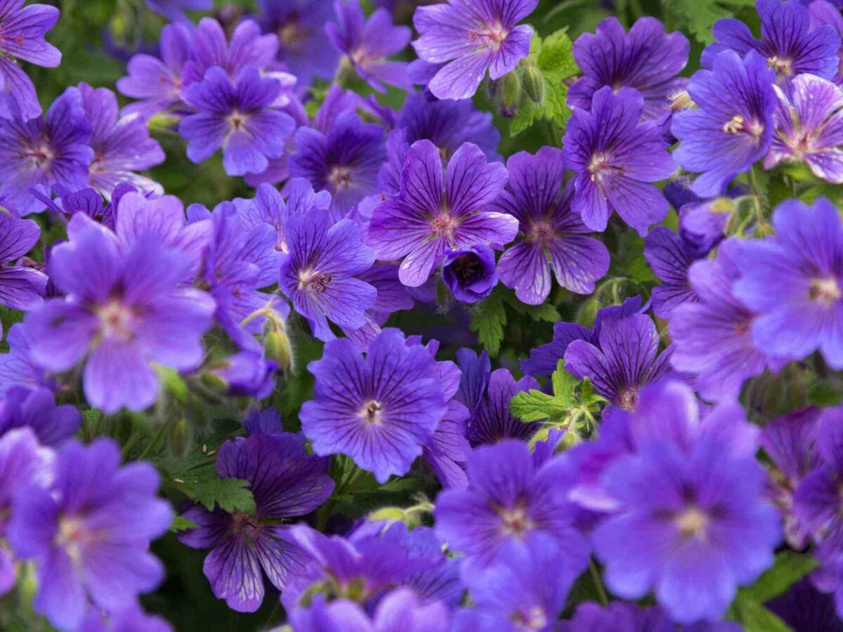 Top 5 Laatbloeiers voor een Kleurrijke Tuin tot in de Herfst image