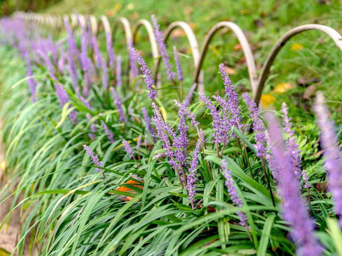 Top 5 Laatbloeiers voor een Kleurrijke Tuin tot in de Herfst image